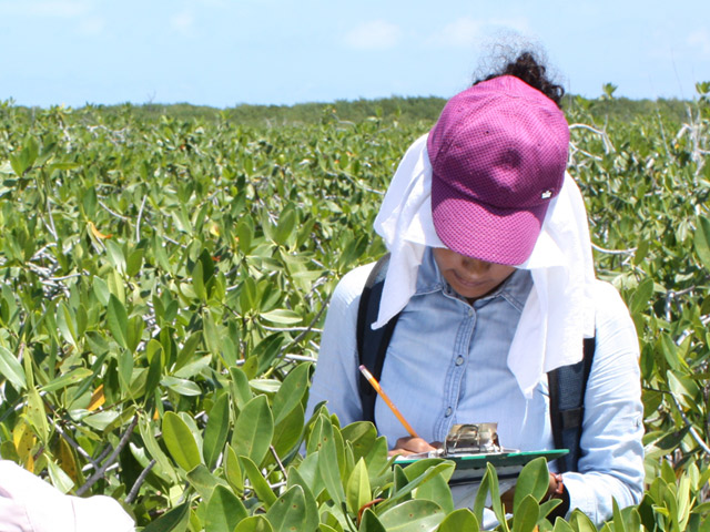 Estudios ambientales preliminares