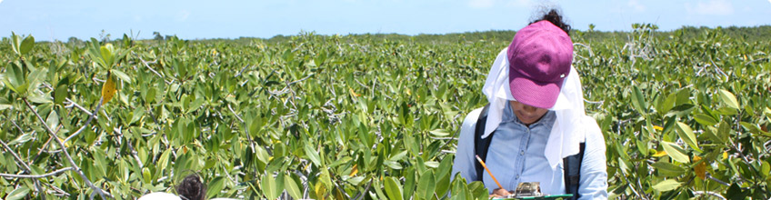 Estudios ambientales preliminares