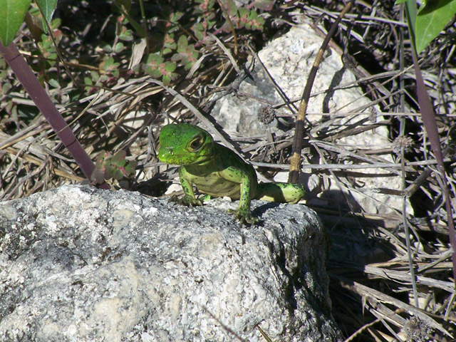 Estudios en materia de vida silvestre